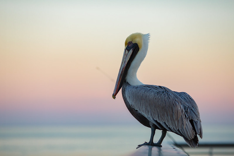 pelican-st-petersburg-pier